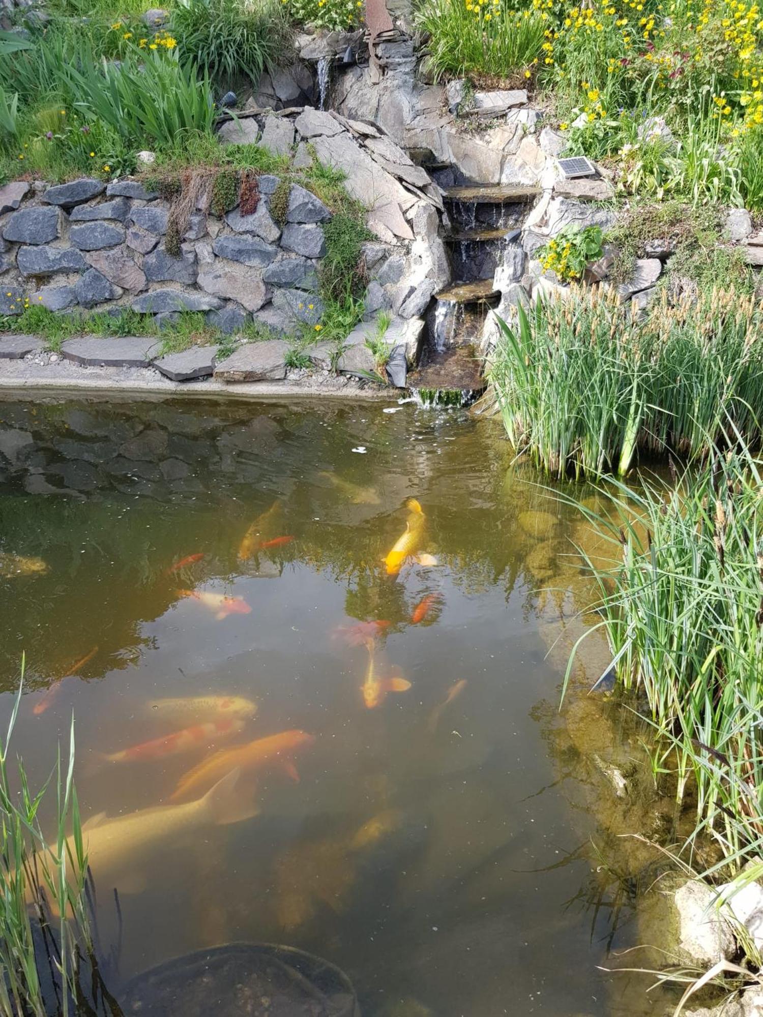 Wohlfuehlen Am Gartenteich Oberzissen Екстериор снимка